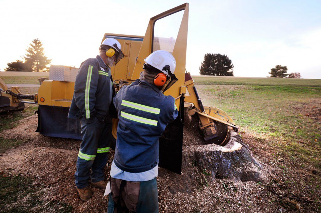 stump grinding louisville bob ray co