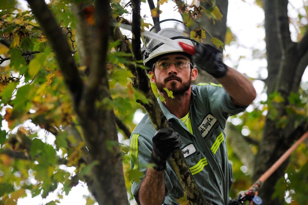 Certified Arborist Louisville