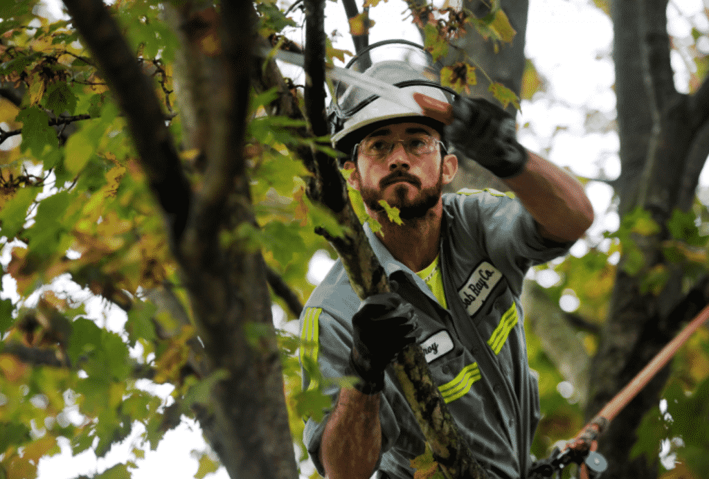 Bob Ray Co Arborist