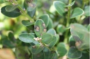 boxwood blight fungus