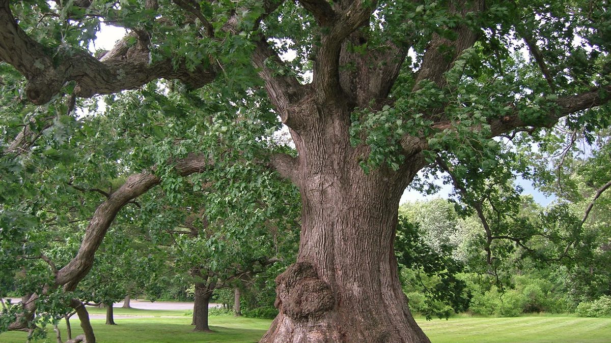 Large white oak showing its trunk and scaffold branch structure, the basis for setting ANSI A300 pruning objectives in Louisville, KY