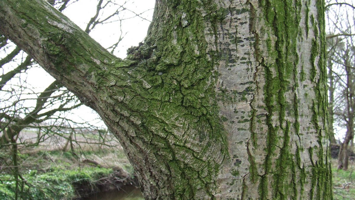 Close-up of a tree branch union showing the branch collar and branch bark ridge where a proper pruning cut belongs