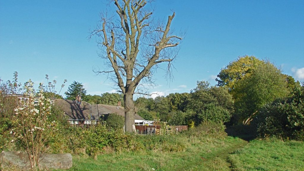 Topped tree with cut-back stubbed limbs, showing why tree topping differs from ANSI A300 crown reduction in Louisville, KY