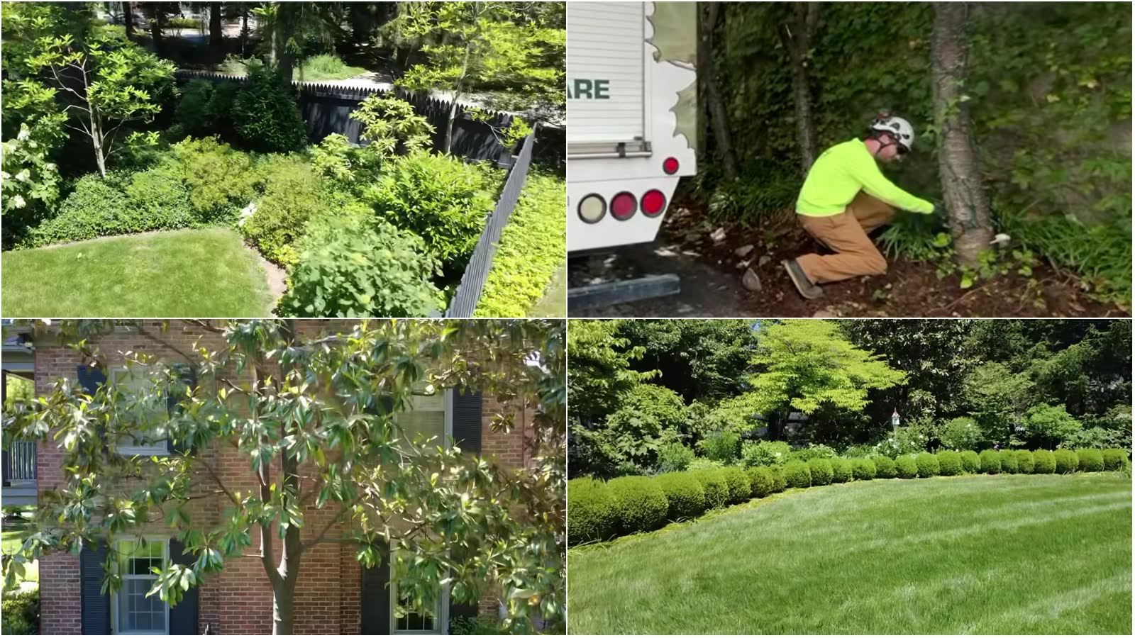 Plant health care results for trees and shrubs in Louisville KY