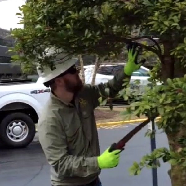 Shawn McMullen, ISA Certified Arborist, pruning a tree